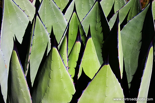 Agave Neomexicana