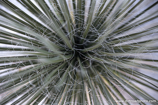 Yucca Rays