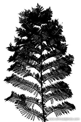 Fern Tree